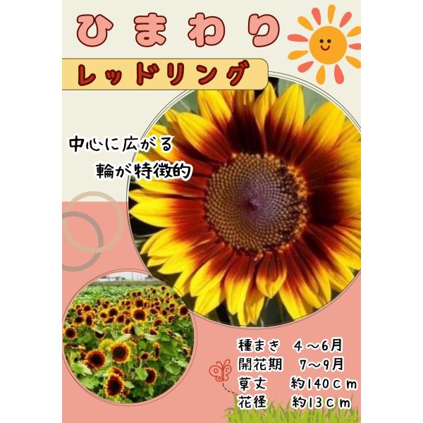 日光種苗 ヒマワリ レッドリング バイカラーのタネ[内容量：1L（約