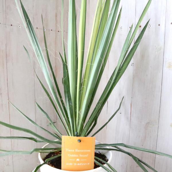 立派 ユッカ ゴールデンソード フィラメントーサ 観葉植物 6寸鉢