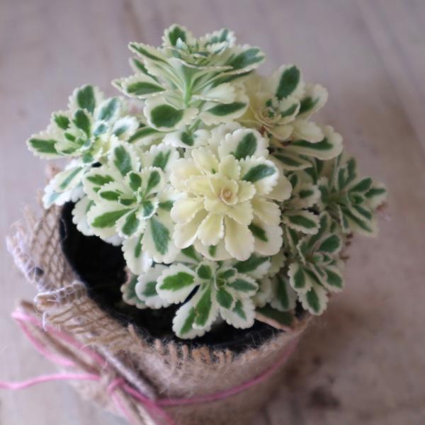 niko-flower_128