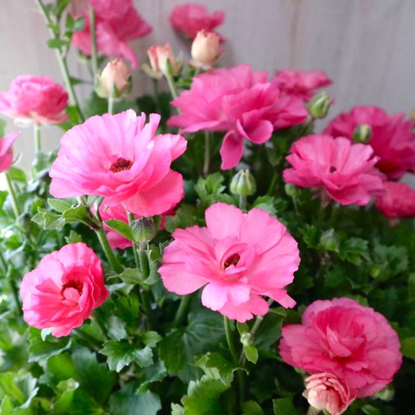 希少品種 ラナンキュラス セイレン : nico-flowers - 通販 - Yahoo