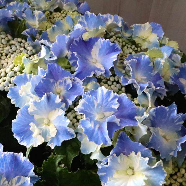 ハイドランジア スターリットスカイ アジサイ : nico-flowers - 通販
