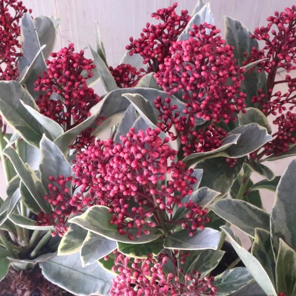 限定出品　極品　大鉢　スキミア　ペローサ　斑入り　19センチ鉢　鉢下から高さ45 限定出品 極品 大鉢 スキミア ペローサ 斑入り 19センチ鉢 鉢下から高さ