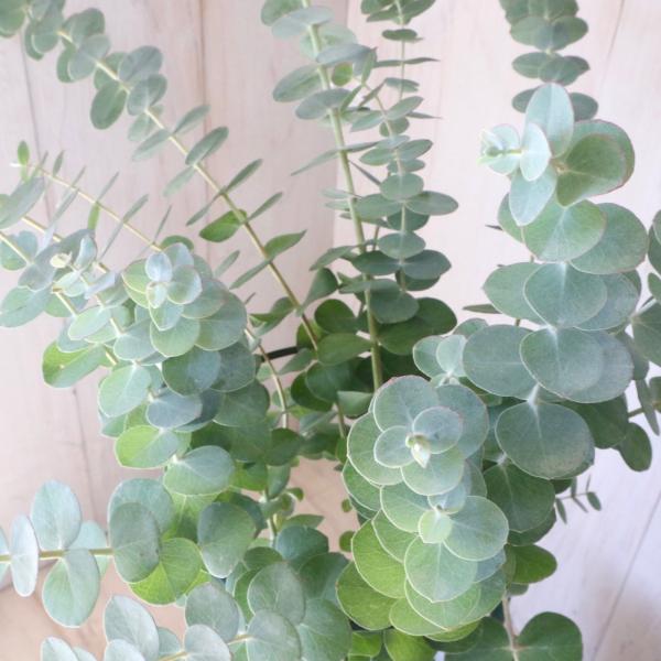 ユーカリオリーブ 楽天市場】ユーカリ・ポポラス（ハートリーフユーカリ : e-花屋さん