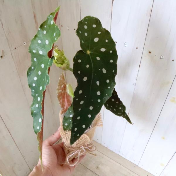 数ある中からご覧頂きありがとうございます。ベゴニア『マクラータ』です。希少な木立ち性ベゴニアです。水玉模様がとても素敵なベゴニア＾＾ベゴニアの中でも特に強健なため初心者向けのベゴニアです。葉っぱの色が変化します??葉が出たばかりの時は、黄色...