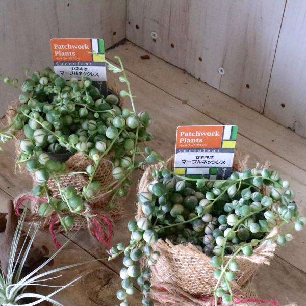 数ある中からご覧頂きありがとうございます。『斑入り　グリーンネックレス』です。コロコロとしたマーブル模様のような葉っぱが人気です。可愛い斑入りネックレスになります。一般的な緑タイプよりも生育が遅いです。風水では寝室に飾ると恋愛運アップと言わ...