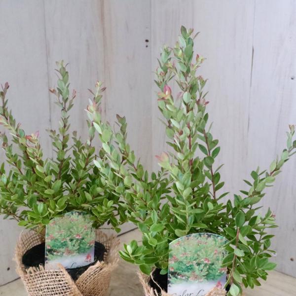 数ある中からご覧頂きありがとうございます。ネイティブブルーベリー『プリティ』です。新葉がきれいにピンクに色づくのが特徴で、実のない時期も楽しめる観賞価値の高い品種です＾＾春から初夏に白色〜ピンクで鐘型の可憐な花を咲かせ、6月頃から青紫色の綺...