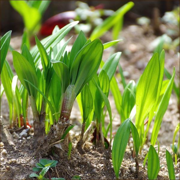 Item Shopping C Yimg Jp I L Nikuyama 2jo Gyouja