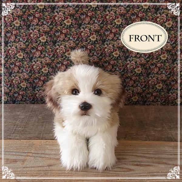 リアル 犬ぬいぐるみ シーズー Bhinternalmedicine Com