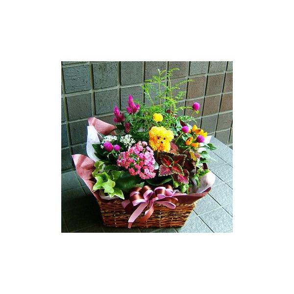お中元　開店祝い　花プレゼント　人気ランキング　おまかせ　バスケットプランツアレンジ　シリーズ６３　誕生日 プレゼント