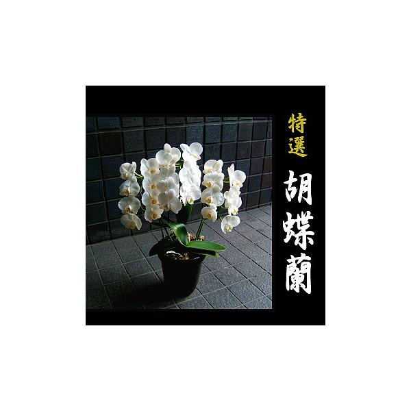 お彼岸 お供え 葬儀 通夜 花 胡蝶蘭 Buyee 日本代购平台 产品购物网站大全 Buyee一站式代购 Bot Online