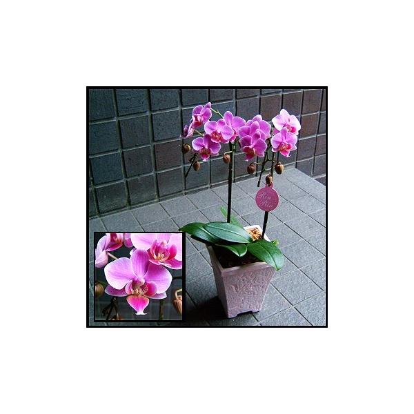 お祝の花ギフトに人気の胡蝶蘭　各種お祝いにお使いいただけます。胡蝶蘭　ギフトは各種お祝い、開店祝い、就任祝い、送別、お供え花　お供え、退職、定年退職、引っ越しお祝い、出産祝い、結婚式、結婚記念日などにもお使いいただけます。お供え用、お盆、お...