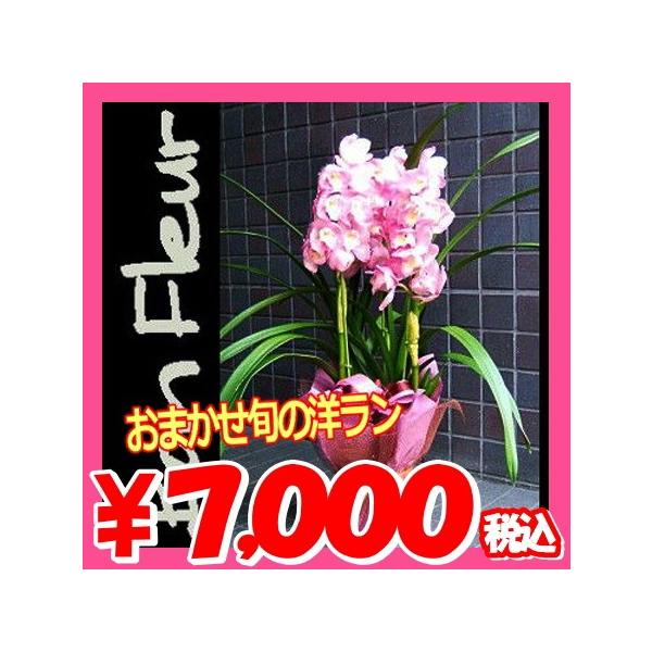 おまかせ特別価格の洋ランです。旬の洋ランを厳選してお送りいたします。胡蝶蘭　ギフトは各種お祝い、開店祝い、就任祝い、送別、お供え花　お供え、退職、定年退職、引っ越しお祝い、出産祝い、結婚式、結婚記念日などにもお使いいただけます。お供え用、お...