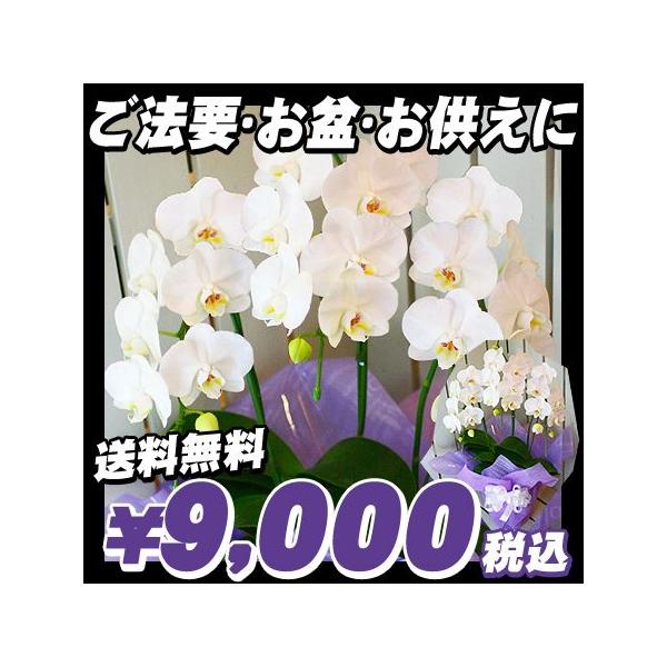 お祝の花ギフトに人気の胡蝶蘭　各種お祝いにお使いいただけます。胡蝶蘭　ギフトは各種お祝い、開店祝い、就任祝い、送別、お供え花　お供え、退職、定年退職、引っ越しお祝い、出産祝い、結婚式、結婚記念日などにもお使いいただけます。お供え用、お盆、お...