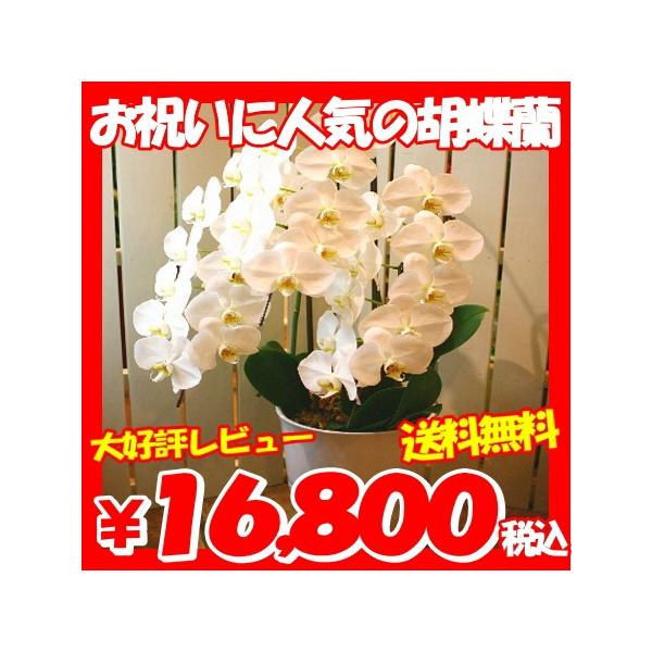 誕生日の胡蝶蘭・記念日の胡蝶蘭・お祝いの胡蝶蘭・法人用ギフト胡蝶蘭・開店・開院の胡蝶蘭・お悔やみの胡蝶蘭・法事用の胡蝶蘭