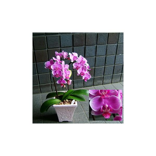 お祝の花ギフトに人気の胡蝶蘭　各種お祝いにお使いいただけます。胡蝶蘭　ギフトは各種お祝い、開店祝い、就任祝い、送別、お供え花　お供え、退職、定年退職、引っ越しお祝い、出産祝い、結婚式、結婚記念日などにもお使いいただけます。お供え用、お盆、お...