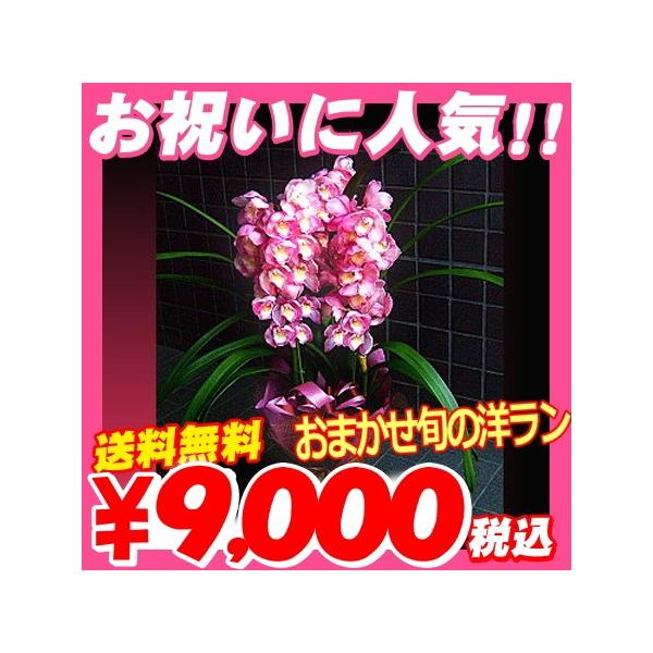 おまかせ特別価格の洋ランです。旬の洋ランを厳選してお送りいたします。胡蝶蘭　ギフトは各種お祝い、開店祝い、就任祝い、送別、お供え花　お供え、退職、定年退職、引っ越しお祝い、出産祝い、結婚式、結婚記念日などにもお使いいただけます。お供え用、お...