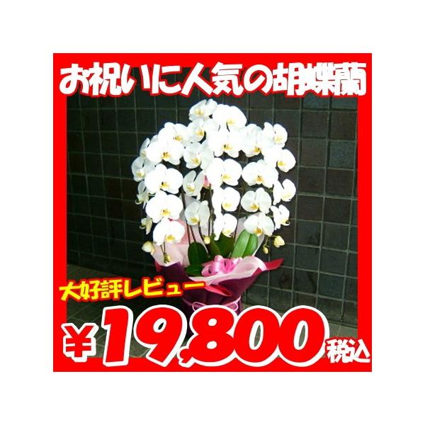 お祝の花ギフトに人気の胡蝶蘭　各種お祝いにお使いいただけます。胡蝶蘭　ギフトは各種お祝い、バレンタイン、就任祝い、送別、お供え花　お供え、退職、定年退職、引っ越しお祝い、出産祝い、結婚式、結婚記念日などにもお使いいただけます。お供え用、お盆...