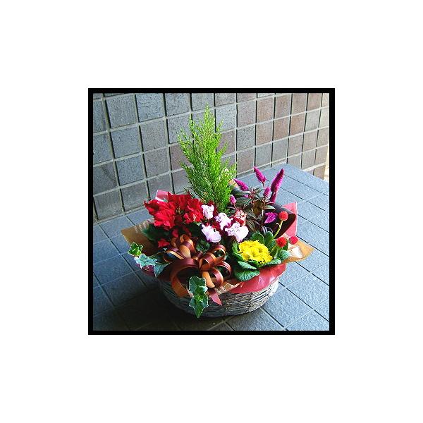 誕生日　お祝いにも人気、お祝い、誕生日などに人気のプランツアレンジメント。鉢植えなのでとっても長持ち！！来年の咲いて、毎年楽しめます。誕生日　お祝いにも人気、お祝いの花ギフトにいかがでしょうか？季節のお花と観葉植物で作った花鉢の詰め合わせバ...