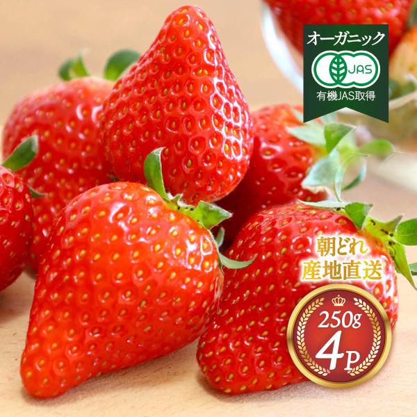 原材料:いちご(福岡県)産地:日本内容量:1パック(250g前後)×4パック温度帯:冷蔵アレルギー表示:なしメーカー名:ベストアメニティ株式会社  福岡県久留米市三潴町田川32-3◆商品説明◆※商品のお届けは【1月〜順次発送】となります。ご...