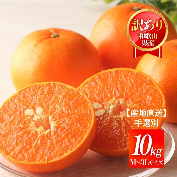 和歌山県産みかん 送料無料 [森本農園] せとか 訳ありM〜3L 10kg 【2月