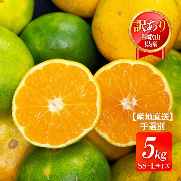和歌山県産みかん 5kg 送料無料 [森本農園] 極早生みかん 訳ありSS〜L 5kg 【発送時期:10月中旬頃〜順次発送】 /極早生 温州ミカン 温州みかん 国産 産地直送