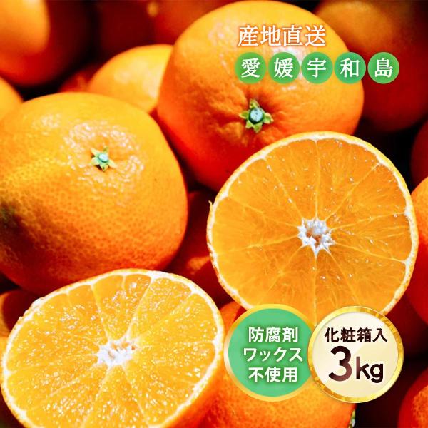 贈答用みかん 愛媛県 宇和島産 紅まどんな 贈答用(化粧箱入) 3kg 【発送時期:12月上旬頃〜】宇和島青果市場/産地直送 果物 ギフト お歳暮 高級フルーツ 送料無料