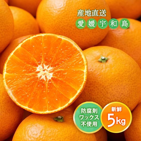 みかん 愛媛県 宇和島産 あいか 5kg 【発送時期:12月上旬頃〜】宇和島青果市場/愛媛果試第28号愛果 愛媛県産 ミカン フルーツ 果物 産地直送 期間限定 送料無料