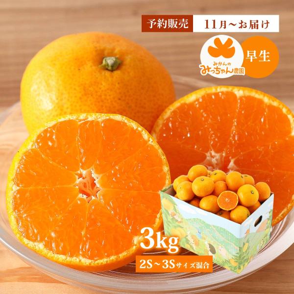 早生みかん 送料無料 みかんのみっちゃん農園 3kg 【予約：11月上旬