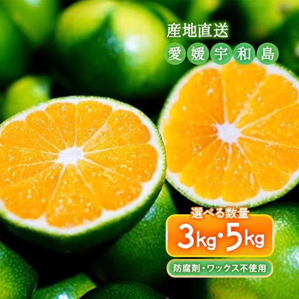送料無料 愛媛県 宇和島産 極早生みかん 3kg・5kg [宇和島青果市場]【発送時期:10月上旬頃〜順次発送】/愛媛県産みかん 宇和島みかん 愛媛みかん 国産 フルーツ