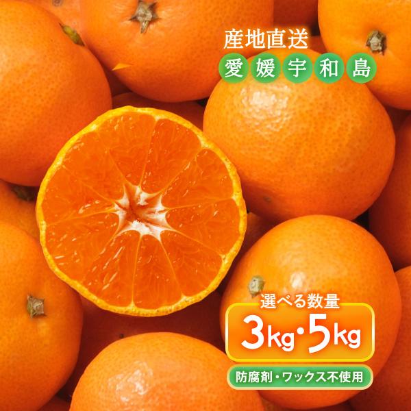 愛媛県 宇和島産 南柑20号 温州みかん 3kg・5kg 【発送時期:12月上旬頃〜】宇和島青果市場/早生みかん 愛媛みかん 産地直送 フルーツ 果物 期間限定 送料無料