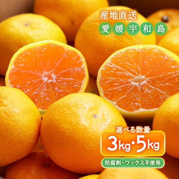送料無料 愛媛県 宇和島産 早生みかん 3kg・5kg [宇和島青果市場]【発送時期:11月上旬頃〜順次発送】/愛媛県産みかん 宇和島みかん 温州みかん 国産 産地直送
