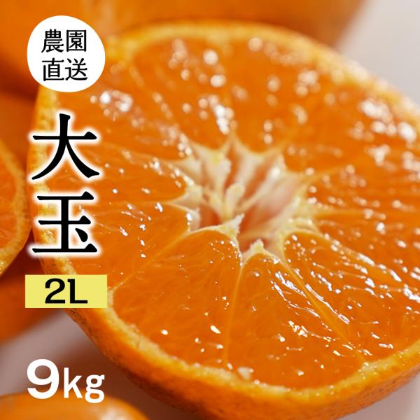 大玉みかん 9kg (早生) 果汁たっぷり、食べ応え (出荷:12月-1月