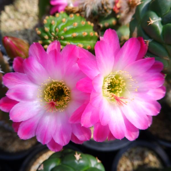 花サボテン nishizawacactus_s5