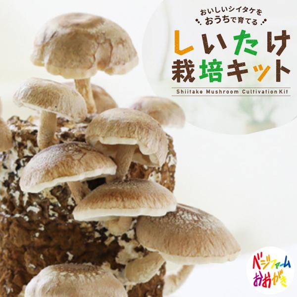 お子さまの食育に、プレゼントにぴったり！おうちでシイタケを育ててみませんか？【シイタケの育て方】シイタケの菌が植え付けられた栽培ブロックを栽培容器に入れ、温度管理や換気をしながら、１日２回、霧吹きをして湿気を与えます。やがてシイタケの発芽が...