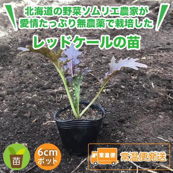 レッドケール 苗 1株 250円 野菜の苗 種苗お届け便 プランターでも栽培可能 農家が無農薬で育てた西洋野菜の苗 Nae002 Nk2 Farm 通販 Yahoo ショッピング