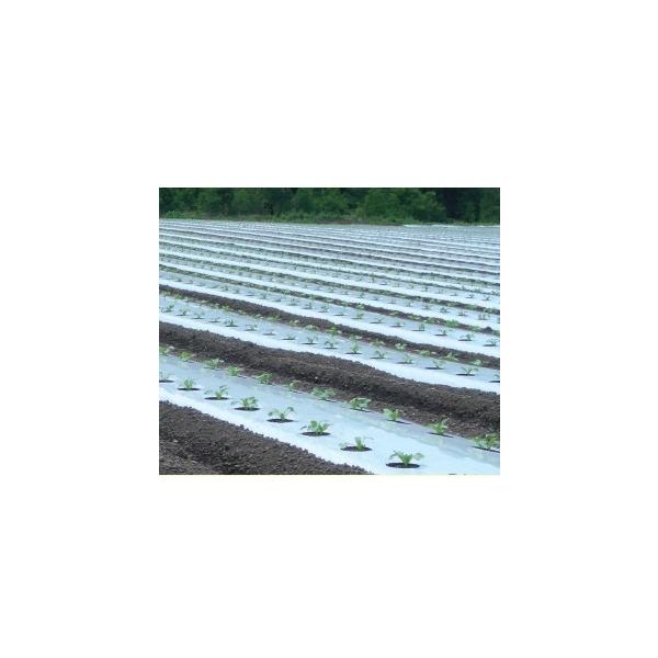 �C���^�j�O�w�V���o�[�|���i�}���`)�@����0.02mm×��150cm×����200��