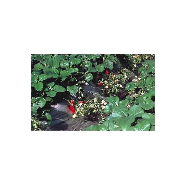 _Ɨp}`V[g@VR@Ch(C`Sp)  200m×0.02mm×150cm