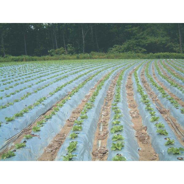 IWi⍕}`@200m×0.023mm×120cm