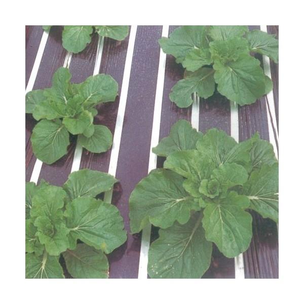 _Ɨp}`V[g@VRiXgCvj  0.02mm×200m×95cm