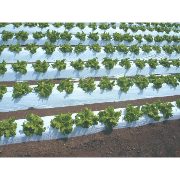 _Ɨp}`V[g@IWi}`@0.021mm×135cm×200m×E60mm@`h@Ki3430@3{Zbg