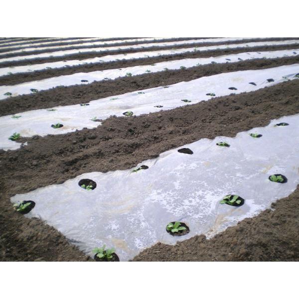 _Ɨp}`V[g@z[}`ilYj@0.018mm×95cm×200m×E60mm@Ki9224@6{Zbg