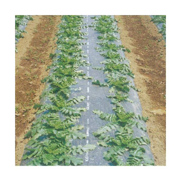 _Ɨp}`V[g@KO}`  iKOBj 0.02mmX200m×135cm 6{Zbg