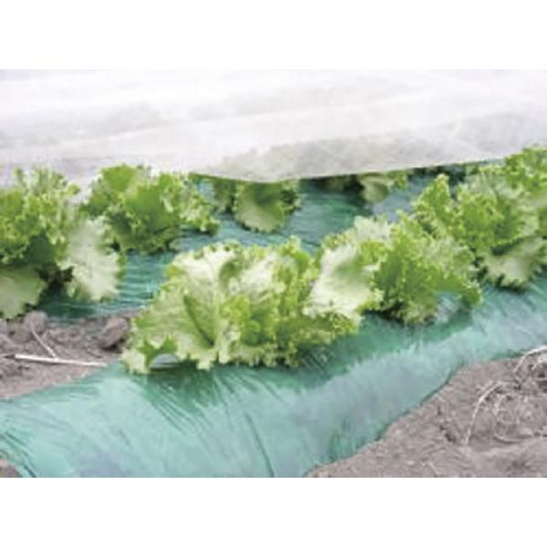 マルチシート nns_5152335000028