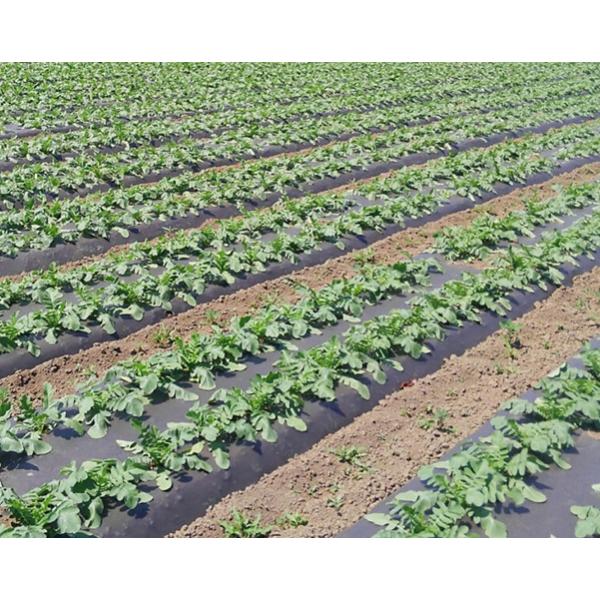 農業用マルチシート キエ丸 黒 厚さ0.018mm×幅95cm×長さ200m まとめて2