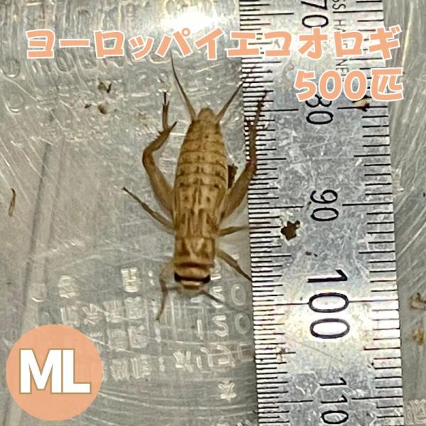 ヨーロッパイエコオロギ MLサイズ 500匹 生餌 生産者直販売