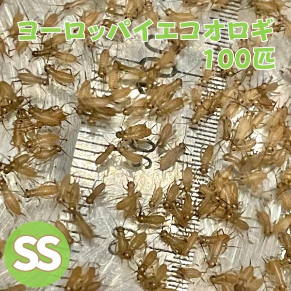 ヨーロッパイエコオロギ SSサイズ 100匹 生餌 生産者直販売 爬虫類 両生類 餌 カナヘビ  ヤモリ カエル 活餌 イエコ