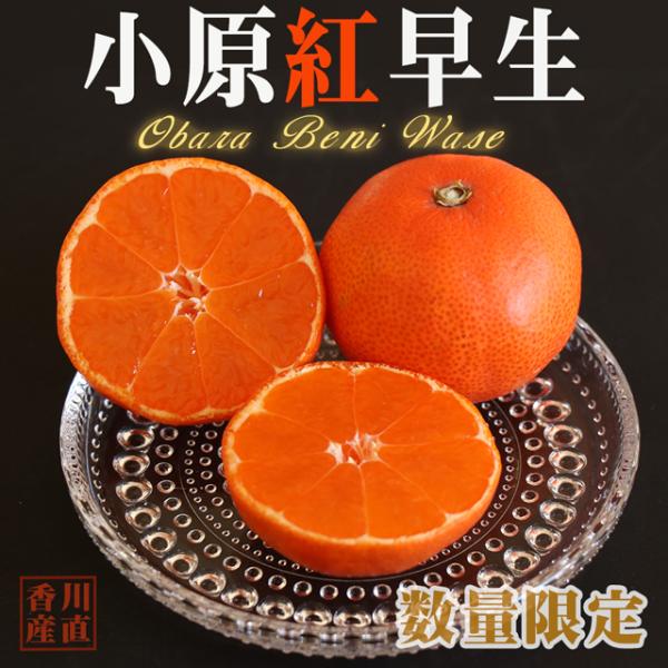  g ݂ 4.5kg  쌧 Y 2S`3L Ε Ε  ӂ邳  ~J k  t[c Mtg v[g 