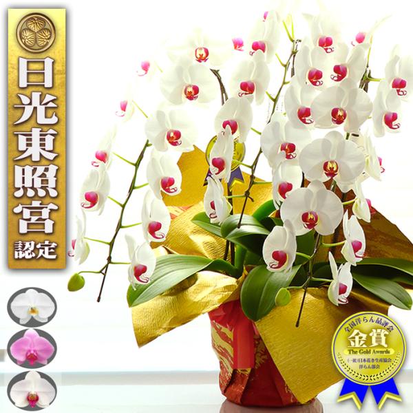 お祝い胡蝶蘭生産者「蘭のフレンズ」（栃木県）より直送・大輪 胡蝶蘭 3本立ち 40輪以上 スペシャルバージョン・花色：白＆赤リップ、白、ピンク・高さ：約75〜80cm・鉢サイズ：21cm鉢（少し小さめ）・お祝い用ラッピング（選択）：レッド&...
