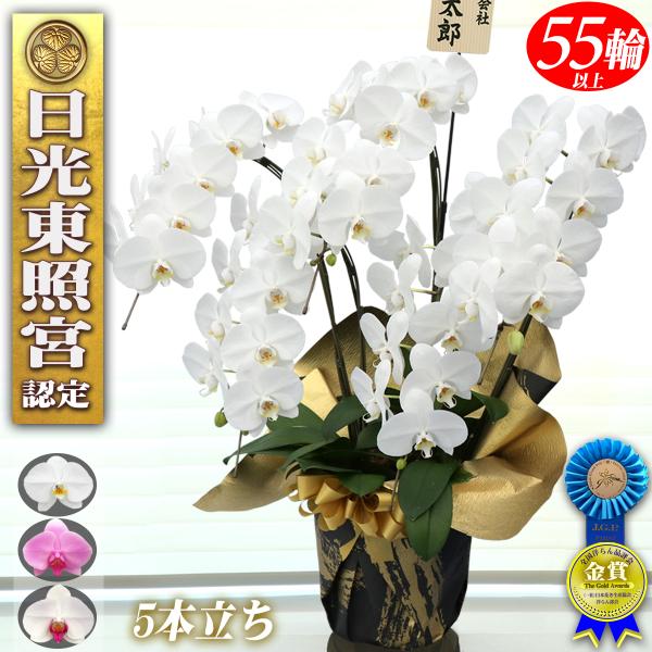 御祝 胡蝶蘭 5本立ち 大輪 55輪以上 生花 贈答 開業祝い 開店祝い 開院祝い 就任祝い 鉢植え ギフト お祝い 開店 開業 就任 移転 蘭 お花 プレゼント 送料無料