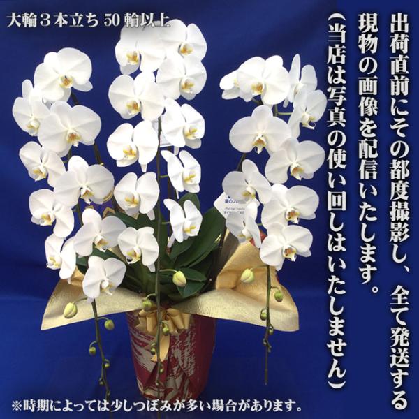 3本立ち鉢花胡蝶蘭 送料無料50輪以上お供え開店祝いお祝い開店生花開院白開業就任大輪御祝お供えフラワーギフトプレゼント Ds80w3sp 農ブランドショップ